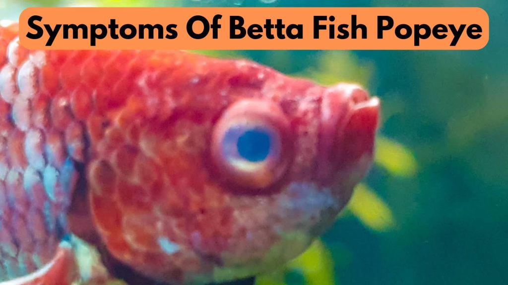 Symptoms Of Betta Fish Popeye