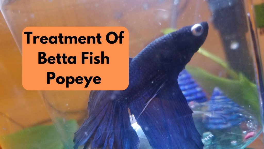 Treatment of betta fish popeye