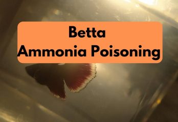 Betta Ammonia Poisoning