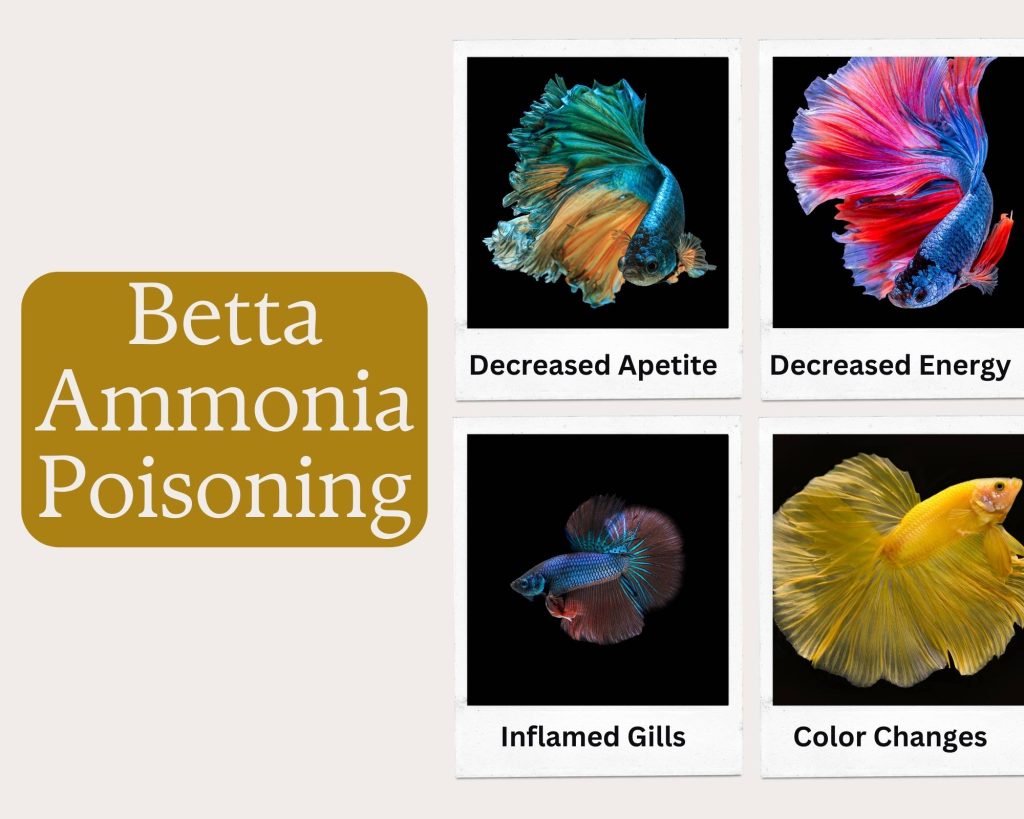 Betta Ammonia Poisoning