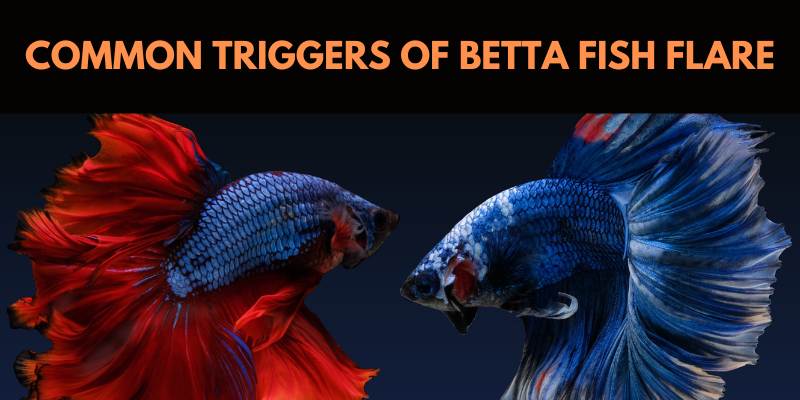 COMMON TRIGGRS OF BETTA FISH FLARE