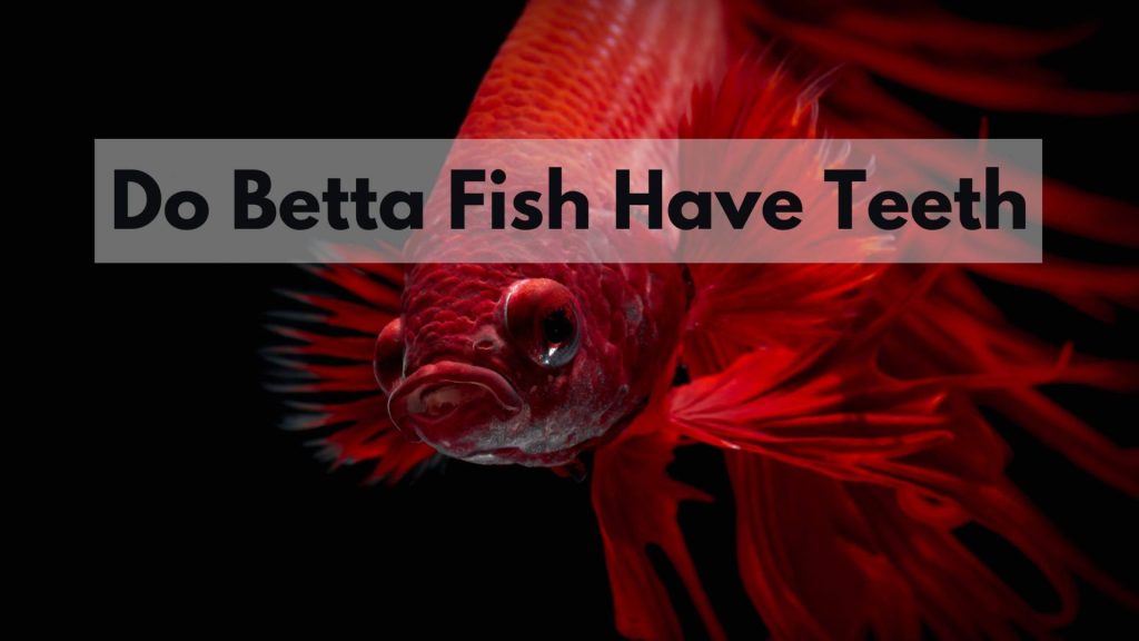 Do Betta Fish Have Teeth