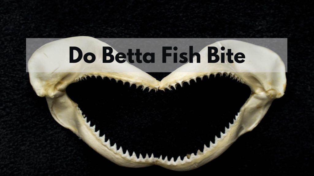 Do Betta Fish bite