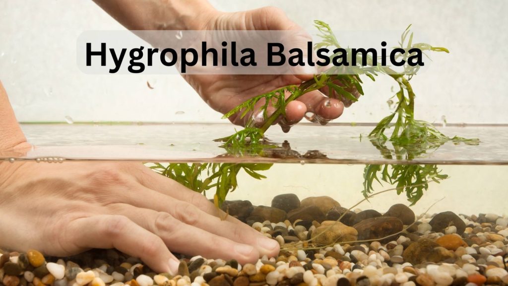 Hygrophila Balsamica