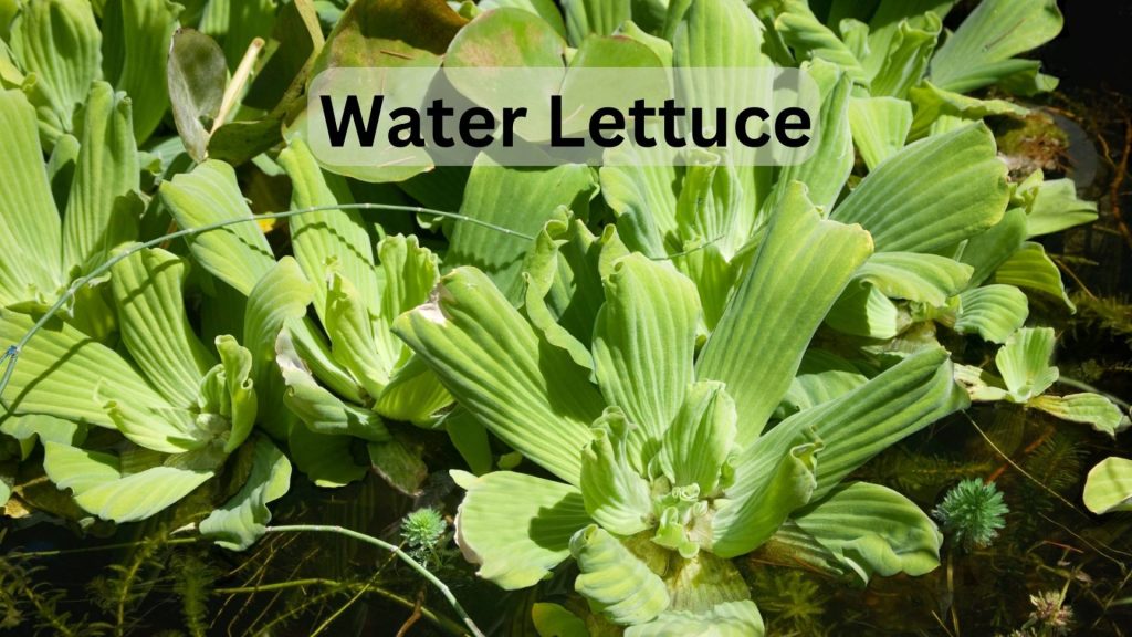 Water lettuce