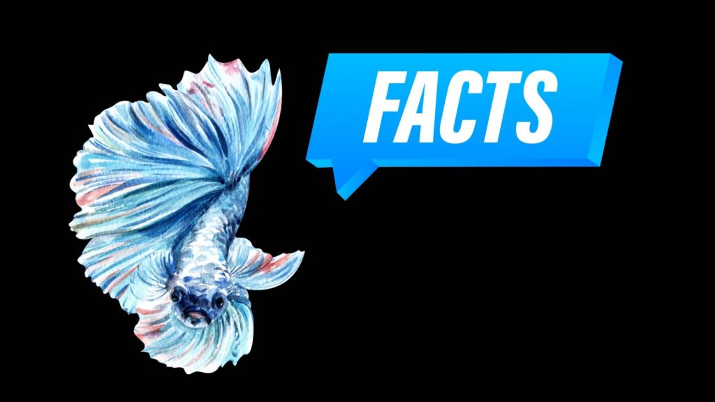 betta fish facts