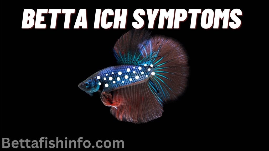 betta fish ich symptoms