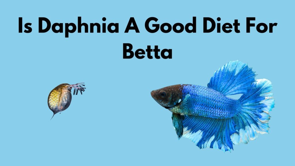 daphnia as a food for betta