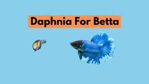 daphnia for betta