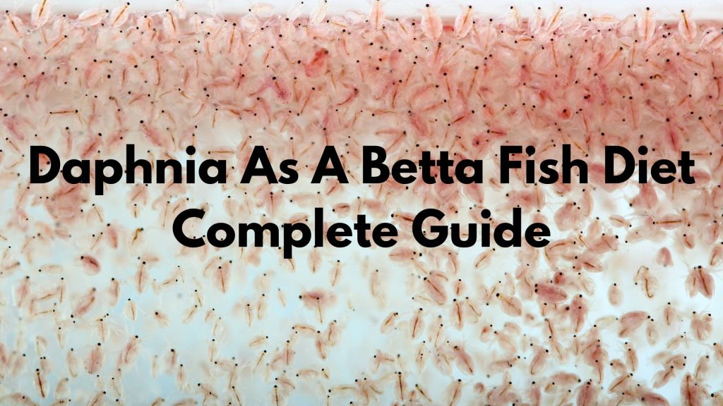 daphnia for betta fish