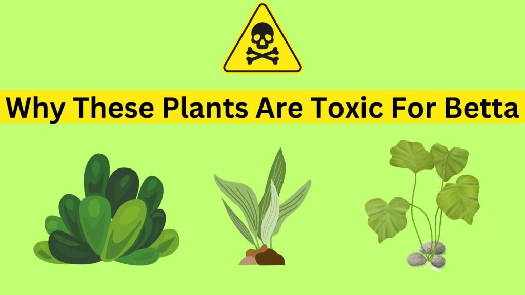 why these plants are toxic for betta
