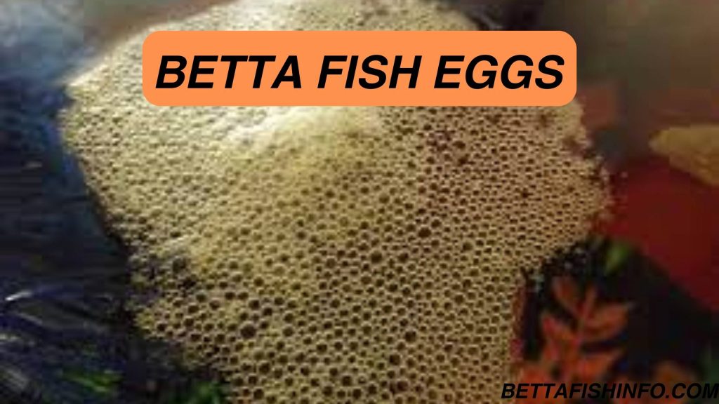 BETTA FISH EGGS 