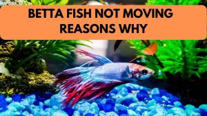 BETTA FISH NOT MOVING