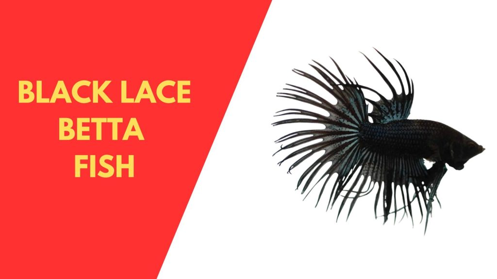 BLACK LACE BETTA FISH