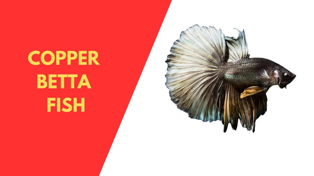 COPPER BETTA FISH