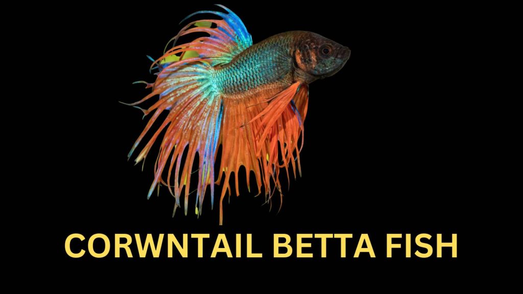 CORWNTAIL BETTA FISH