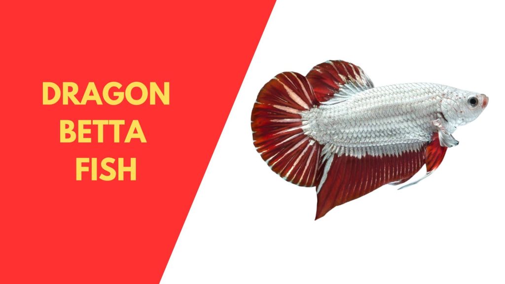 DRAGON BETTA FISH