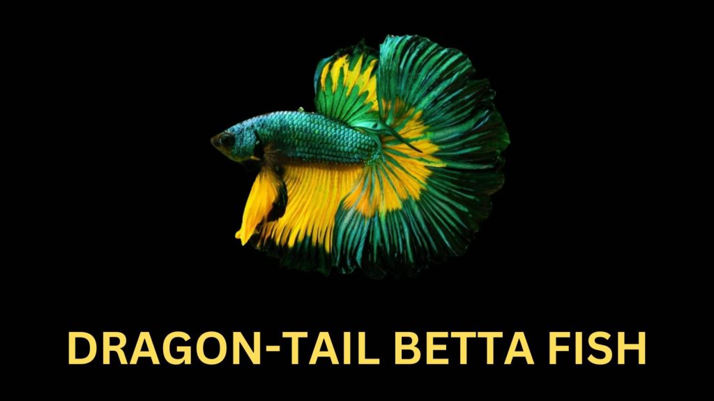 DRAGON TAIL BETTA FISH