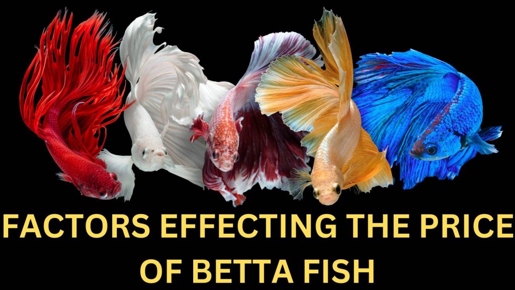 FACTORS EFFECTING THE PRICE OF BETTA FISH