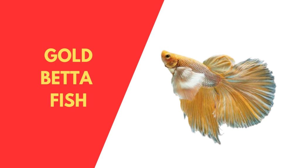 GOLD BETTA  FISH