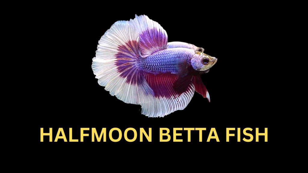 HALFMOON BETTA FISH