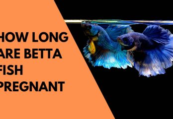 HOW LONG ARE BETTA FISH PREGNANT