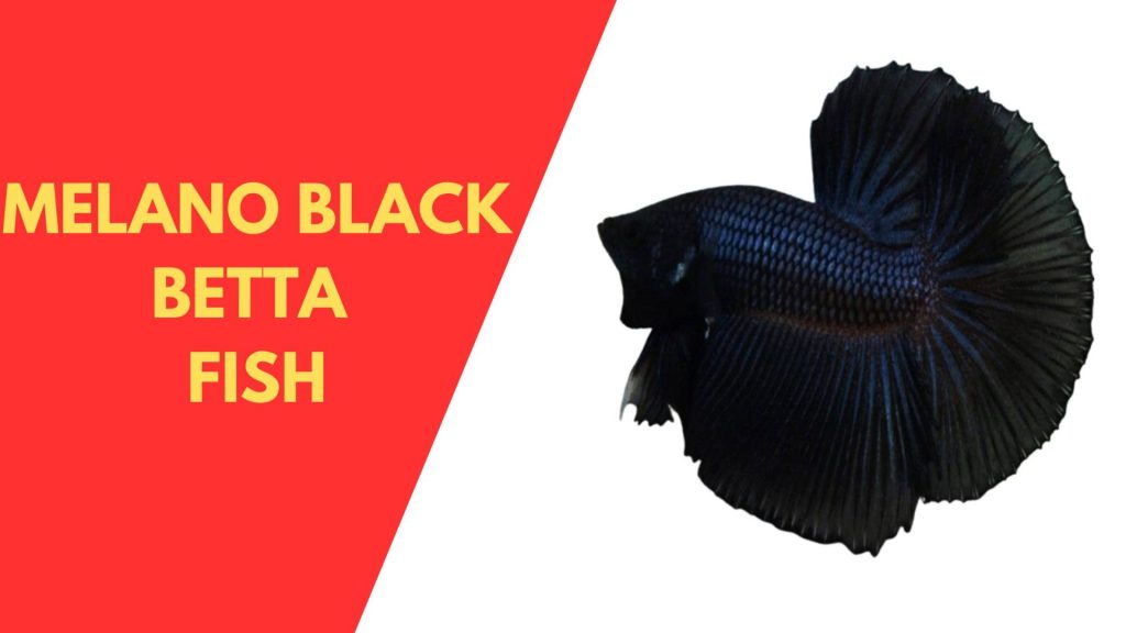 MELANO BLACK BETTA  FISH