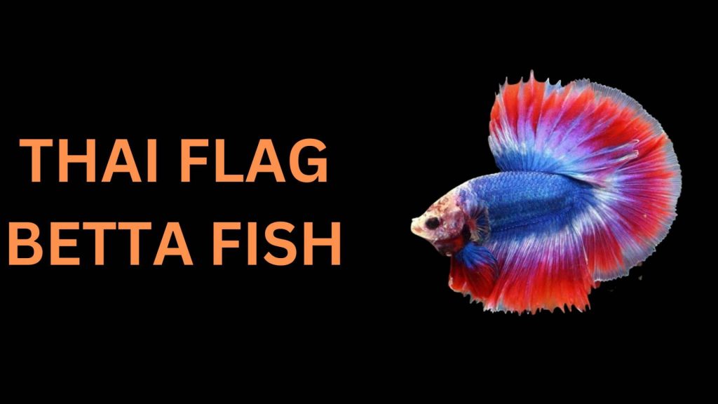 THAI FLAG BETTA FISH
