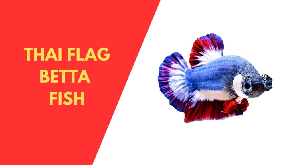THAI FLAG BETTA  FISH