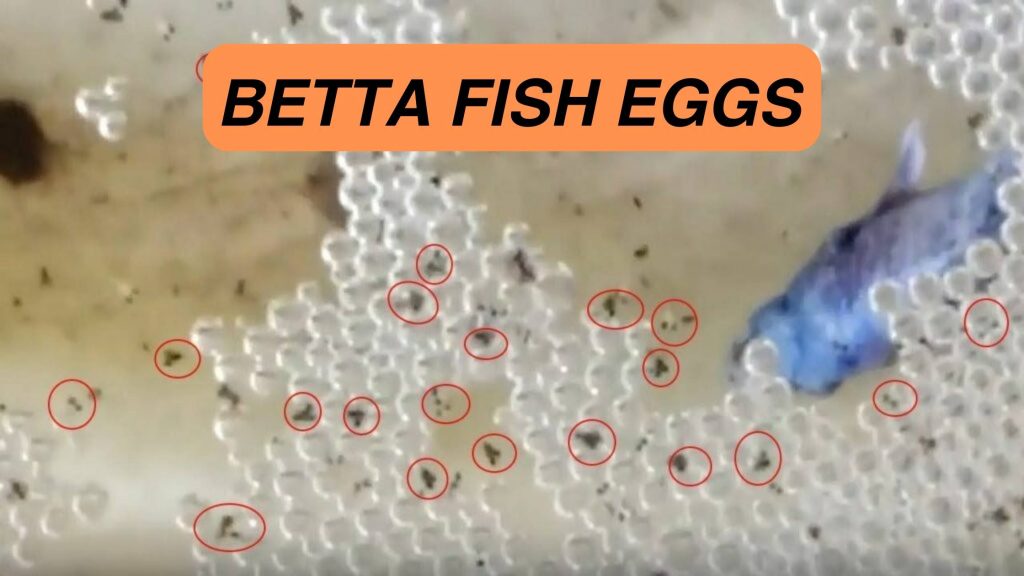 THE BETTA FISH EGGS