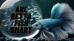 are betta fish smart