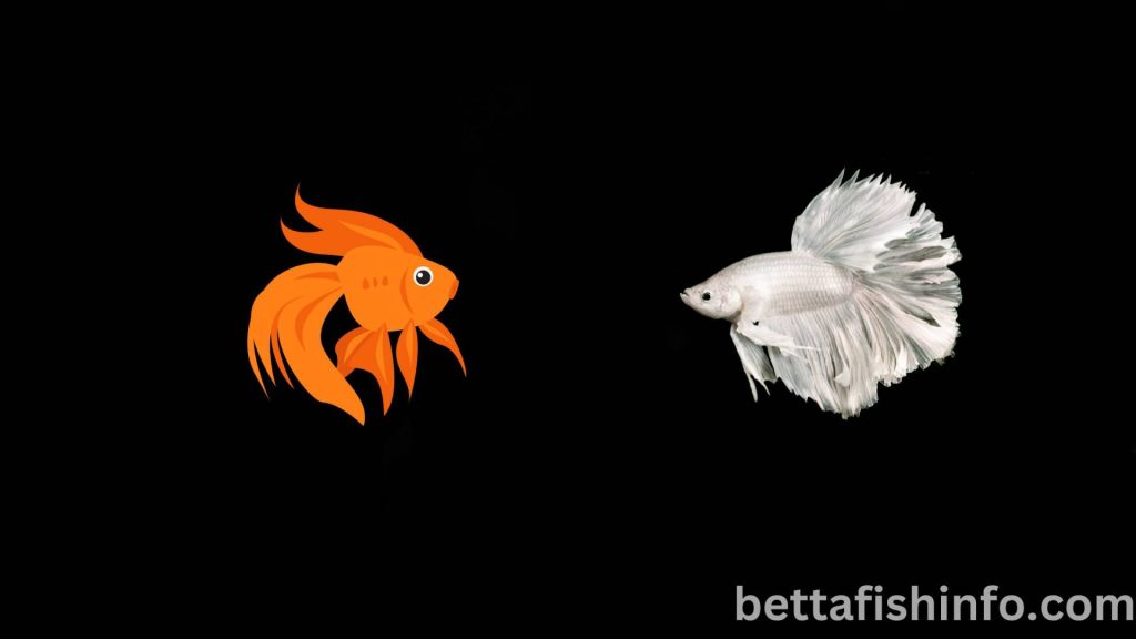 betta fish and goldfish