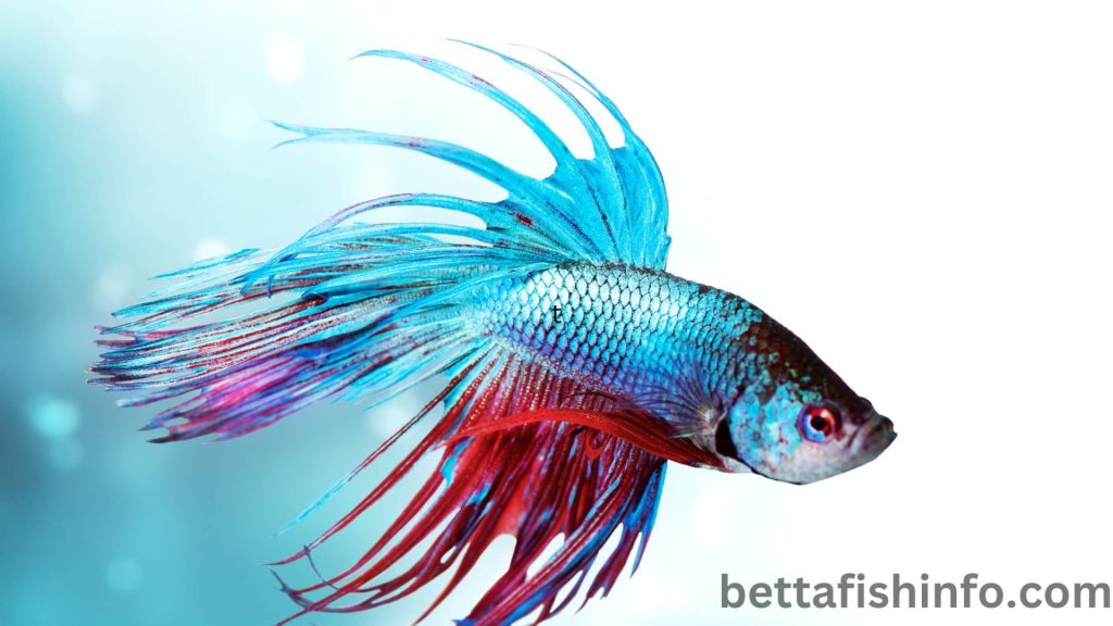 betta fish and their senses