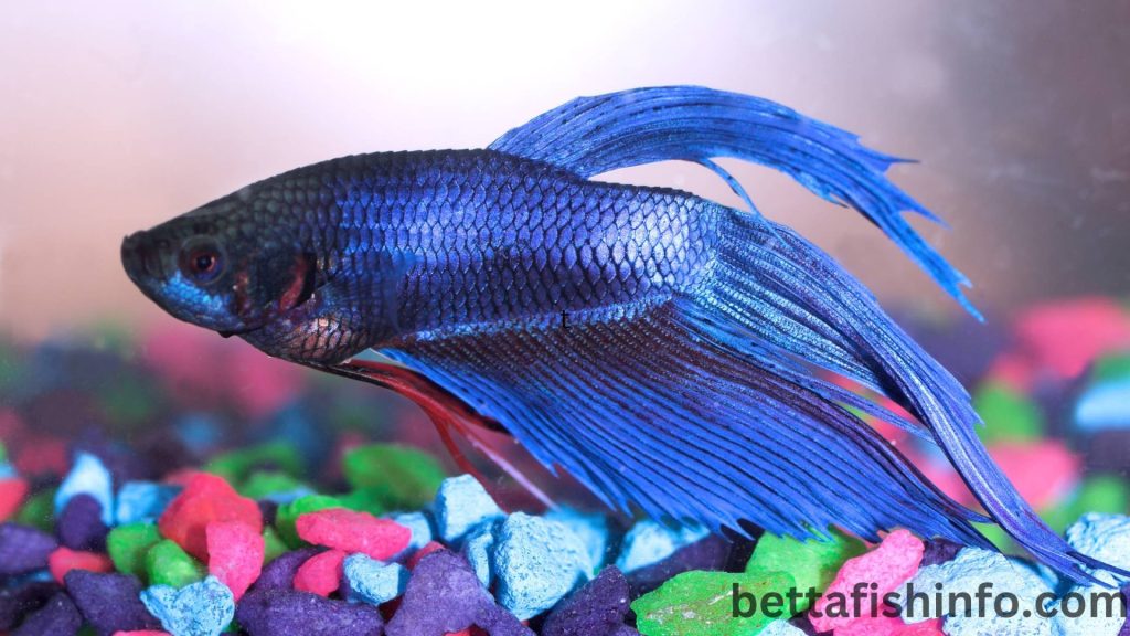 betta fish and their sleeping patterns