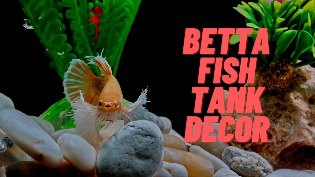 betta fish tank decor