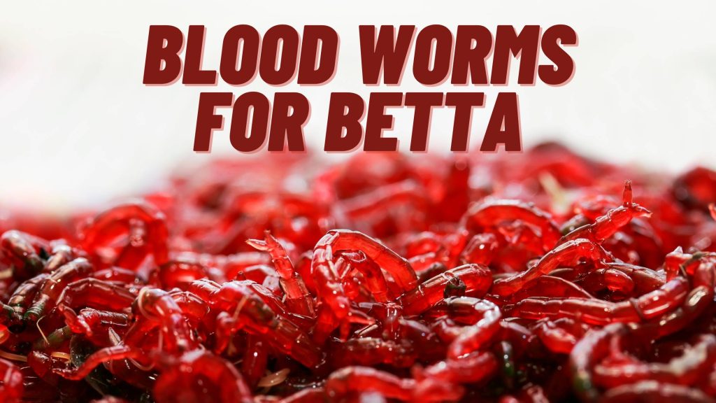 blood worms for betta
