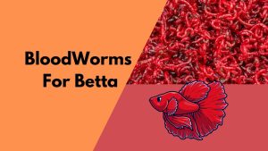 bloodworms for betta