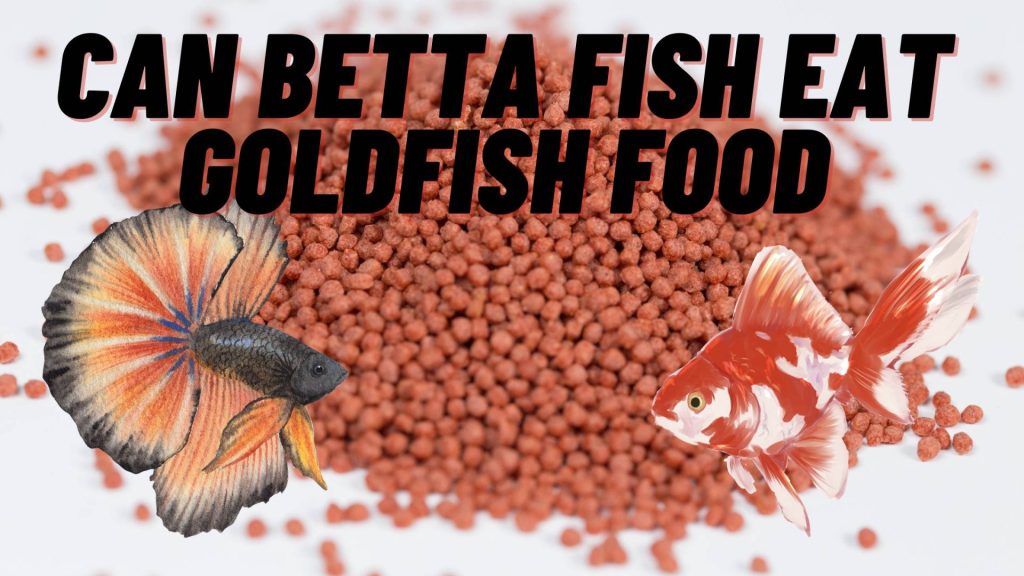 can betta fish eat goldfish food