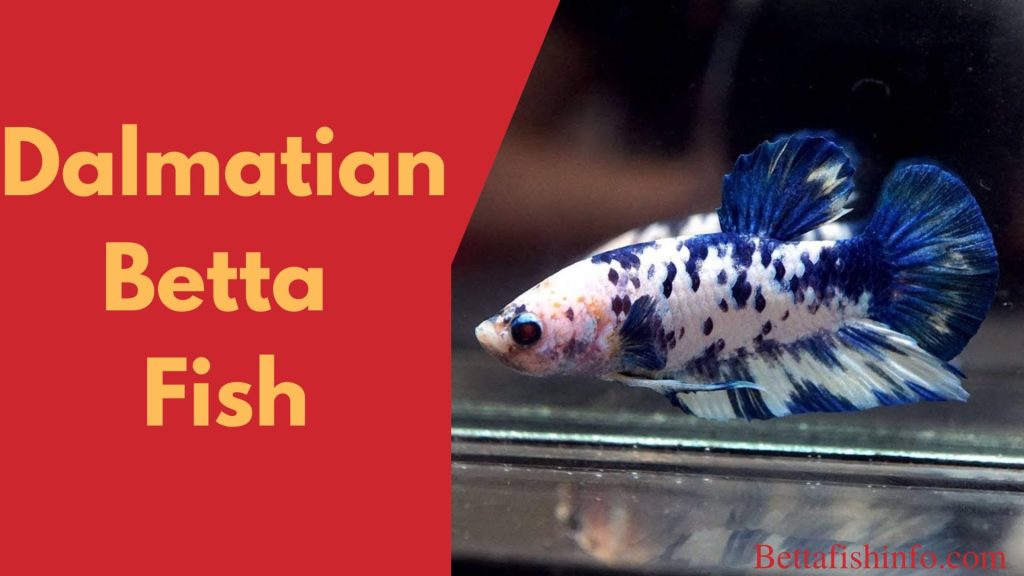 dalmatian betta fish
