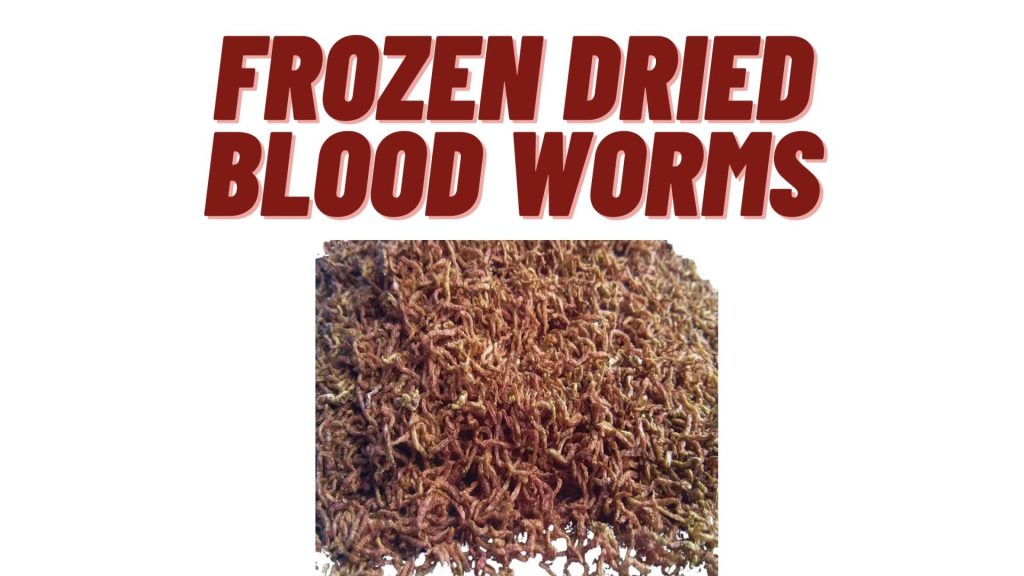 frozen dried blood worms