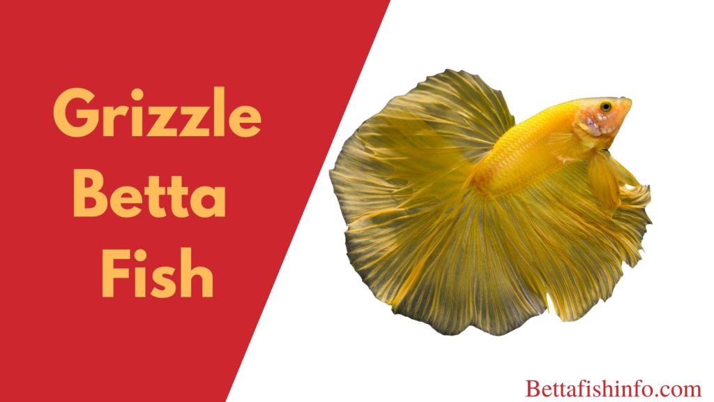 grizzle betta fish
