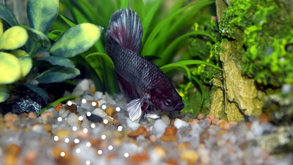 how long are betta fish pregnant