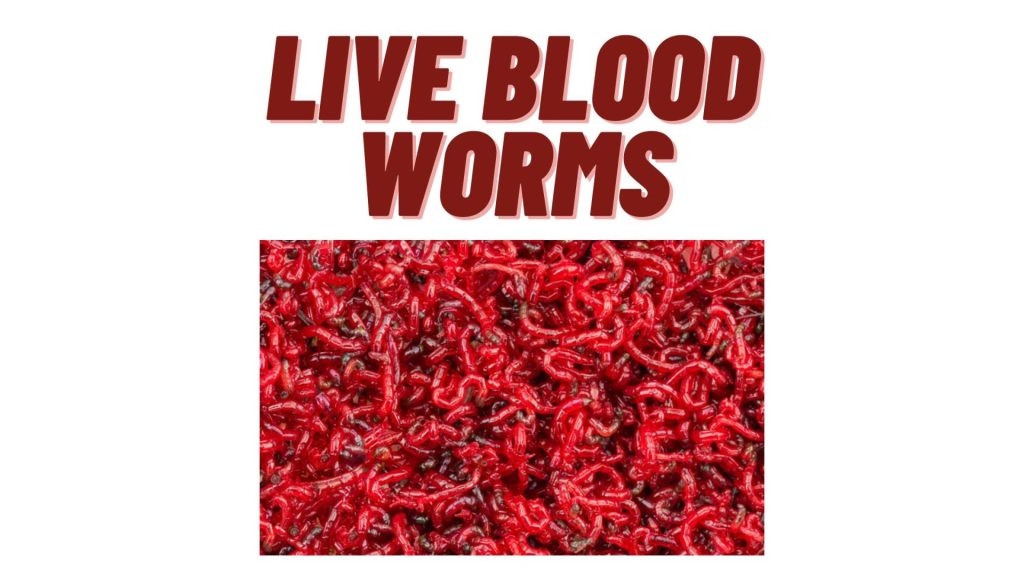 live blood worms