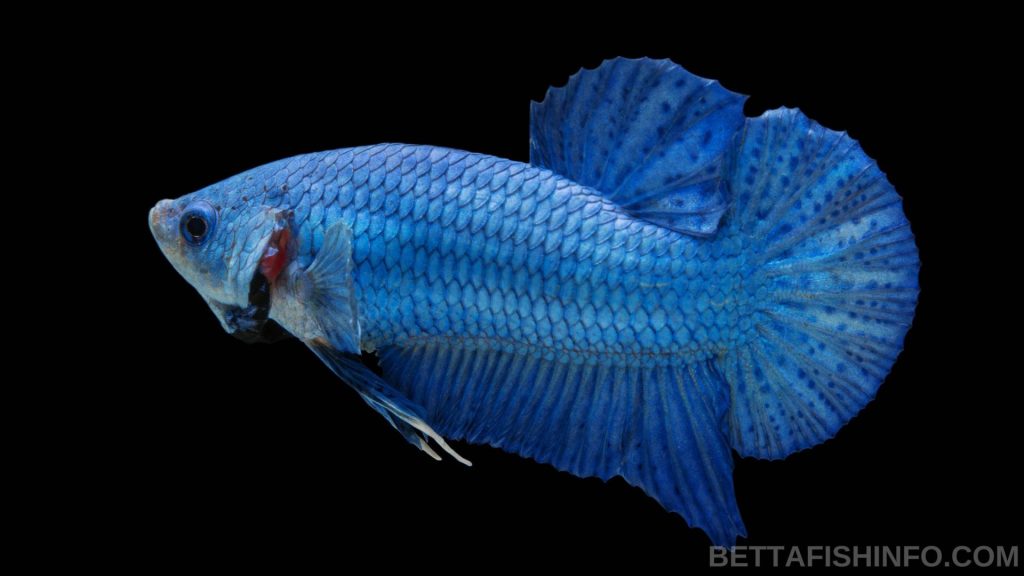 most expensive betta fish 