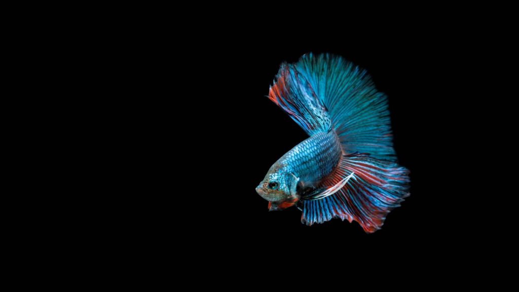 observational learning in betta fish