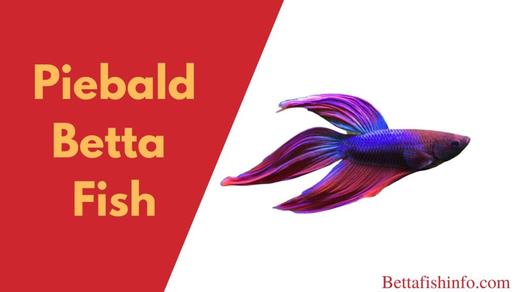 piebald betta fish