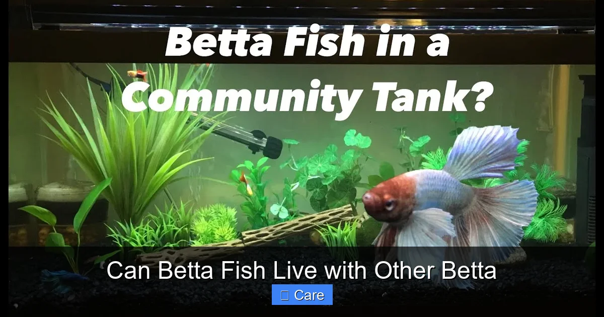 Can Betta Fish Live with Other Betta