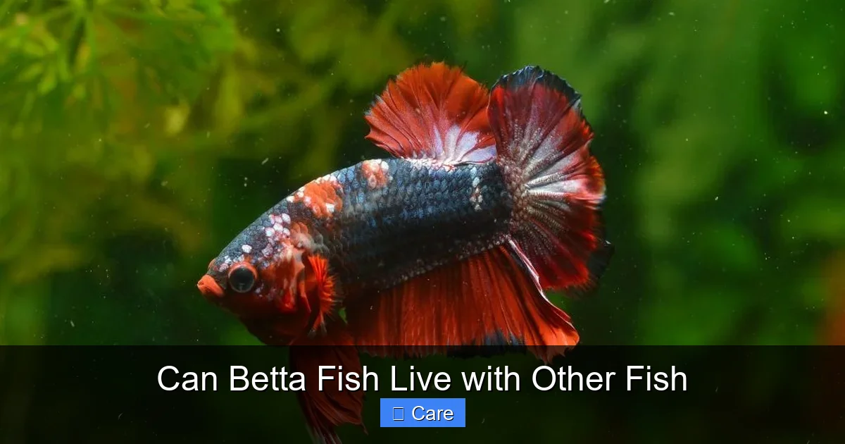 Can Betta Fish Live with Other Fish