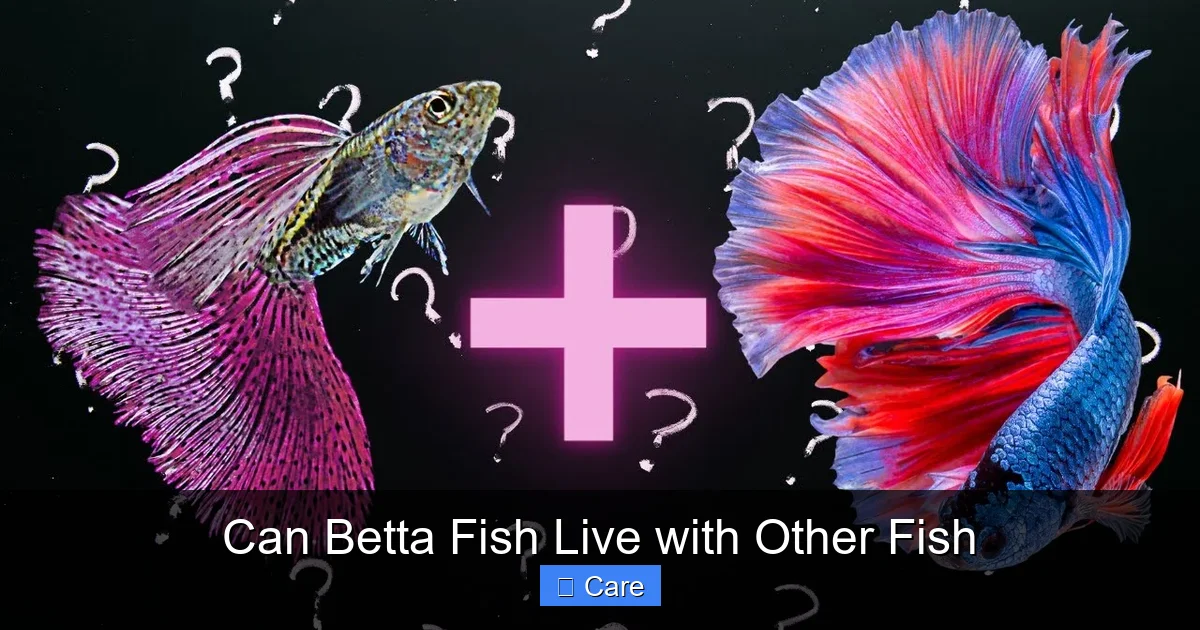 Can Betta Fish Live with Other Fish