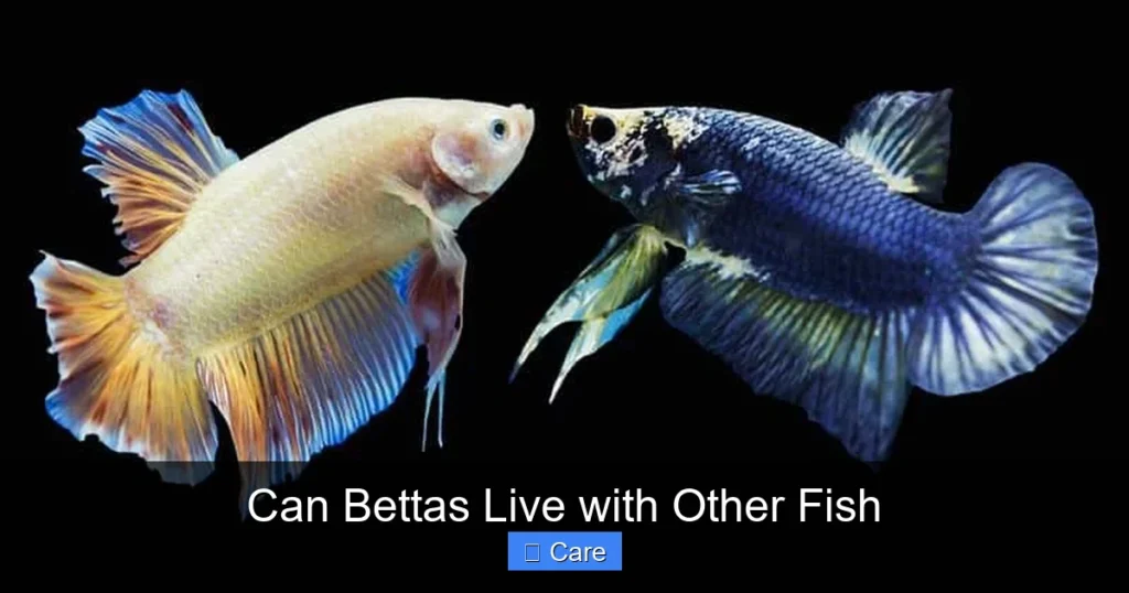 Can Bettas Live with Other Fish